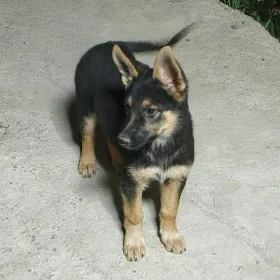 AWÇARKA