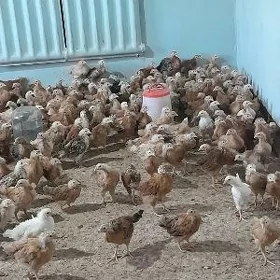Towuklar