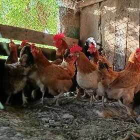 guzlayan tovuk