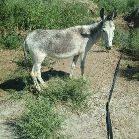 4 yaş eşek sagdyn