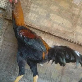 horaz