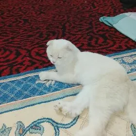 Шотландский пишик