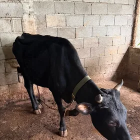 sygyr