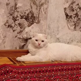 pişik