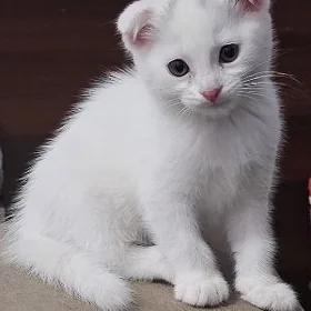 котята вислоушки