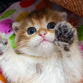 котёнок шиншилла