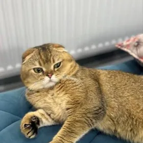 кот