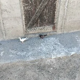 кепдери