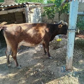 sygyr