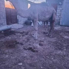 Ķöşekli  düÿe