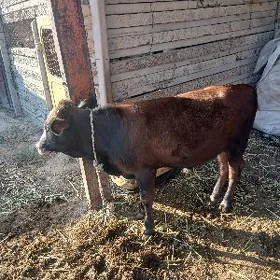 Okuzce