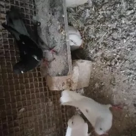 kepderi
