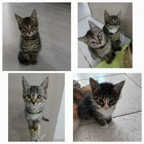 Котята окраса Табби