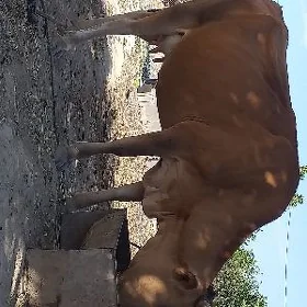 Sagylyansygyr