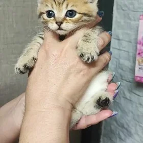 ШОТЛАНДСКИЕ ШИНШИЛЛЫ