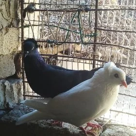 kepderi
