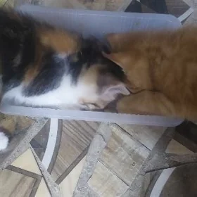 котята
