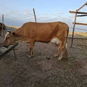 Tanaly sygyr