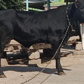 bakılan öküz