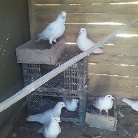 kepderi
