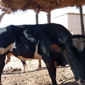 öküz