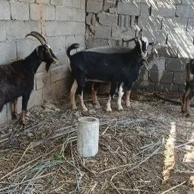 dog geçiler