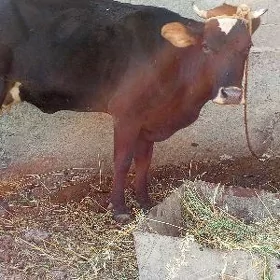 sygyr gysyr