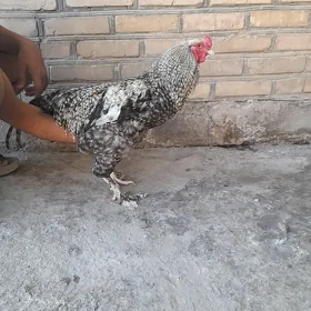horaz