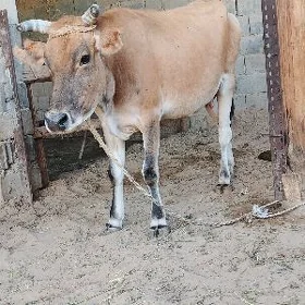 göleli sigir