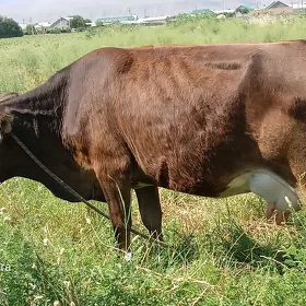 SYGYR