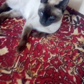 кошка