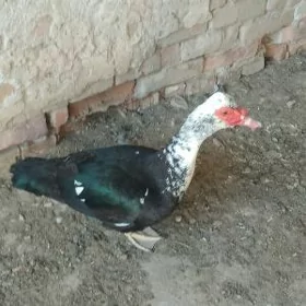 Induşka