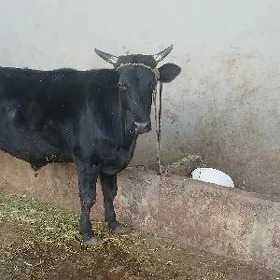 öküz