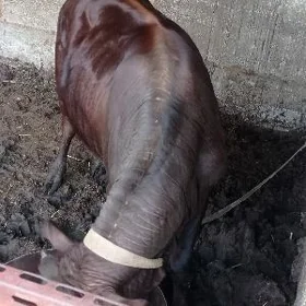 öküz