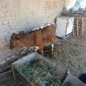 göleli sygyr