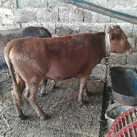 2 Tüwe
