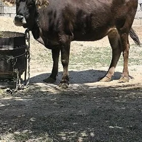 SYGYR