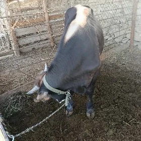öküz