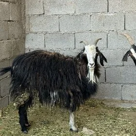 GEÇI geçi