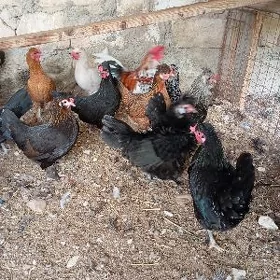 karlik towuk