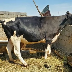 ala tuwe