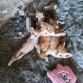 Отдам котят в заботливые руки