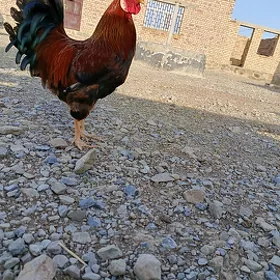 Tohum horaz