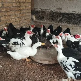 мускус ордеклер