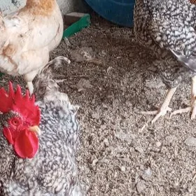 Dominant horazlar