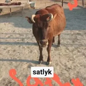 sygyr
