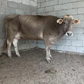 Bogaz sygyr