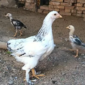 Brama juyje