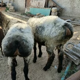goýun
