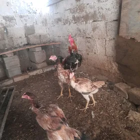 taşgent mäki.